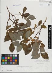 Foto von Salix hastata L.